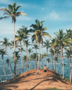 coconut hill tree in mirissa